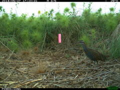 Gallirallus philippensis mellori