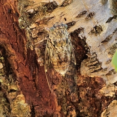Cicada