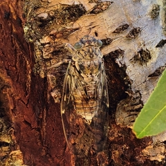 Cicada