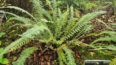 Blechnum medium