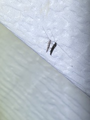 Neurobathra strigifinitella