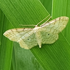 Idaea fuscovenosa