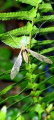 Tipula holoserica