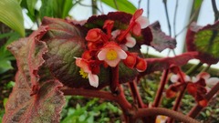 Begonia rex-cultorum