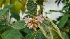 Medinilla venosa