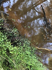 Hydrocotyle vulgaris