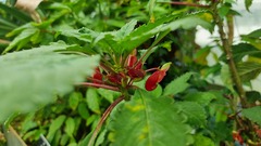 Impatiens congolensis