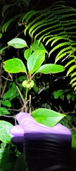 Schisandra arisanensis