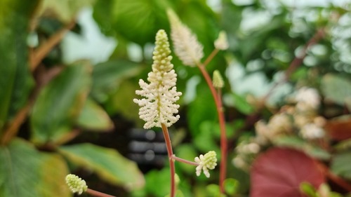 Peperomia fraseri
