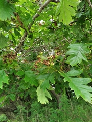 Crataegus pinnatifida