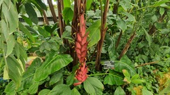 Heliconia magnifica
