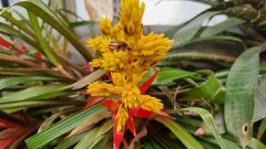 Guzmania zahnii