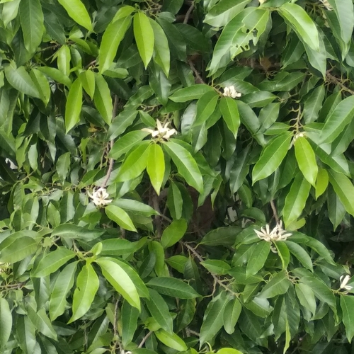 Magnolia champaca