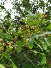 Crataegus pinnatifida