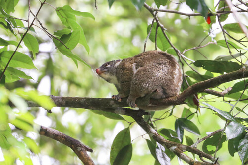 Green Ring-tailed Possum (Pseudochirops archeri)