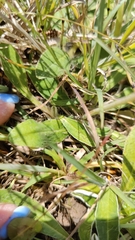 Pilosella officinarum