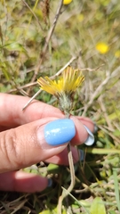 Pilosella officinarum