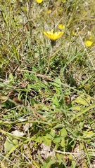 Pilosella officinarum