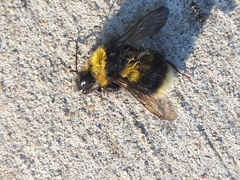 Bombus ruderatus