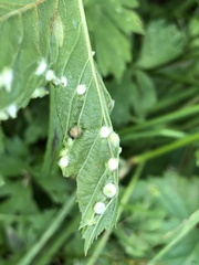 Dasineura ulmaria