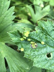 Dasineura ulmaria