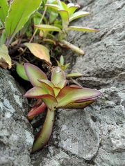 Orostachys maximowiczii