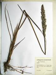 Calamagrostis extremiorientalis