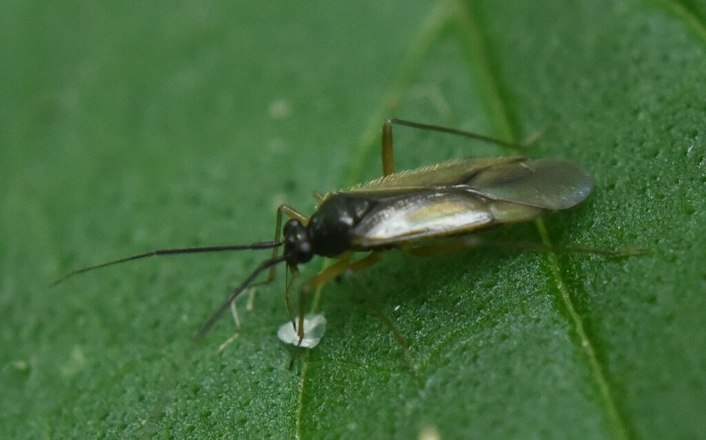 Mecomma