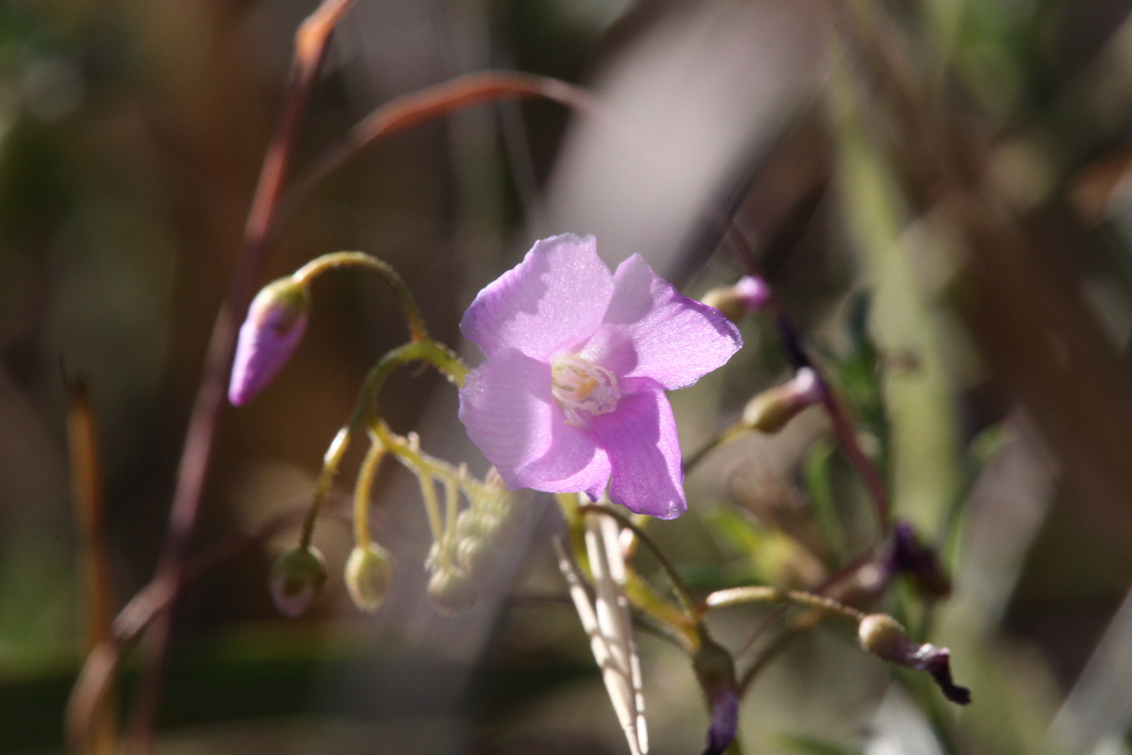 Drosera margaritacea, Roebuck WA 6725, Australia