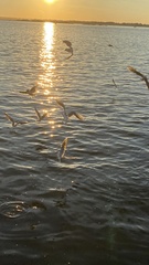 Chroicocephalus ridibundus