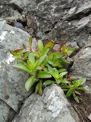 Orostachys maximowiczii
