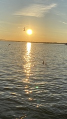 Chroicocephalus ridibundus