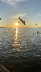 Chroicocephalus ridibundus