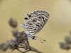 Zebra Blue - Photo (c) Dharmendra Padhiyar, some rights reserved (CC BY-NC), uploaded by Dharmendra Padhiyar