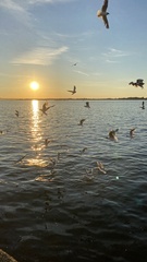 Chroicocephalus ridibundus