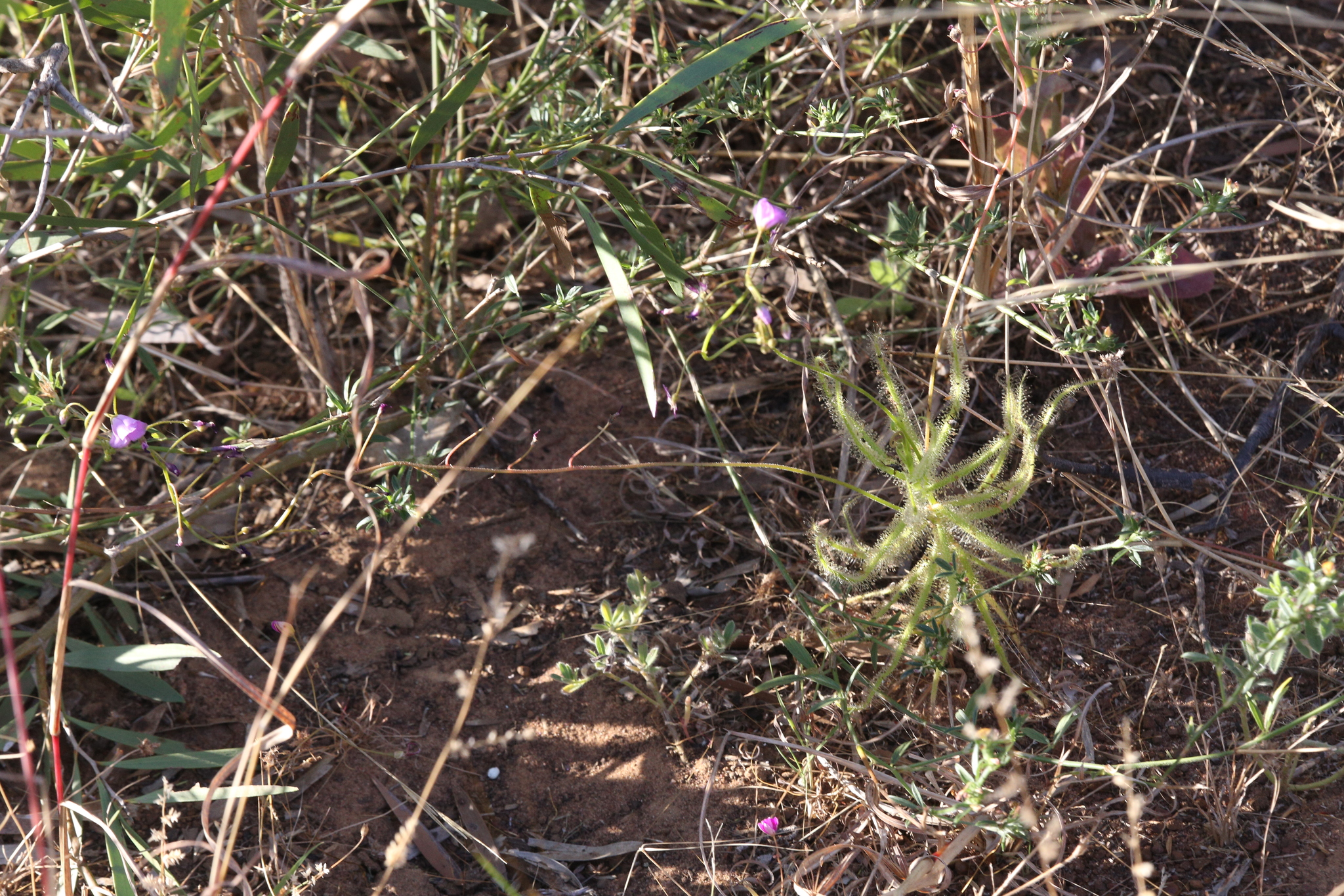 Drosera margaritacea T.Krueger & A.Fleischm. 3