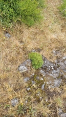 Plantago arborescens image