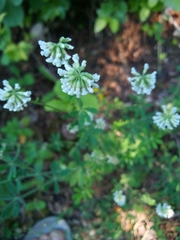 Dorycnium
