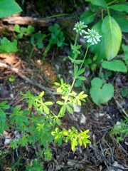 Dorycnium