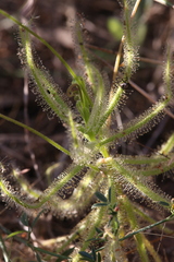 Drosera margaritacea