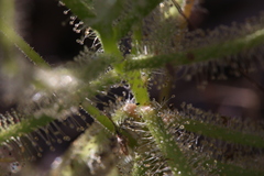 Drosera margaritacea