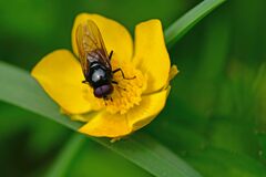 Cheilosia albitarsis