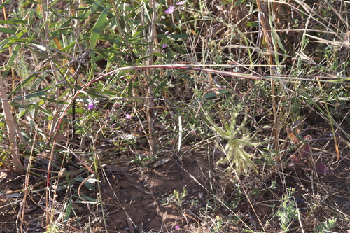 Drosera margaritacea