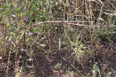 Drosera margaritacea