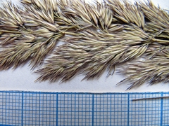 Calamagrostis extremiorientalis