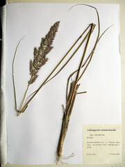 Calamagrostis extremiorientalis