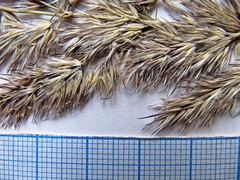 Calamagrostis extremiorientalis