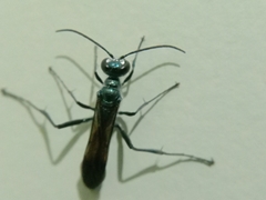 Chalybion bengalense