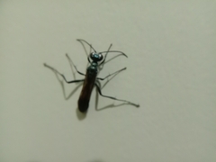 Chalybion bengalense