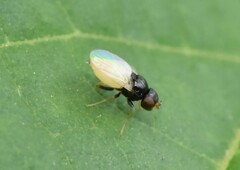 Malloewia abdominalis